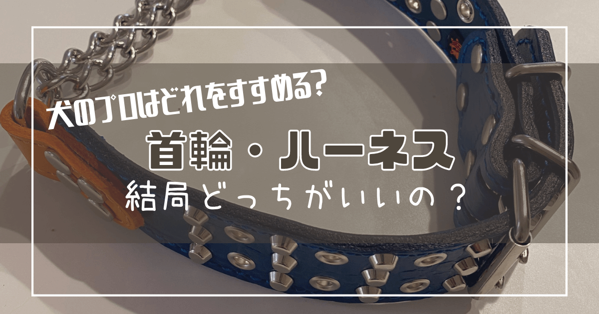 犬 首輪orハーネス結局どっちがいい 犬のプロはどれを選んでる テディと動物暮らし