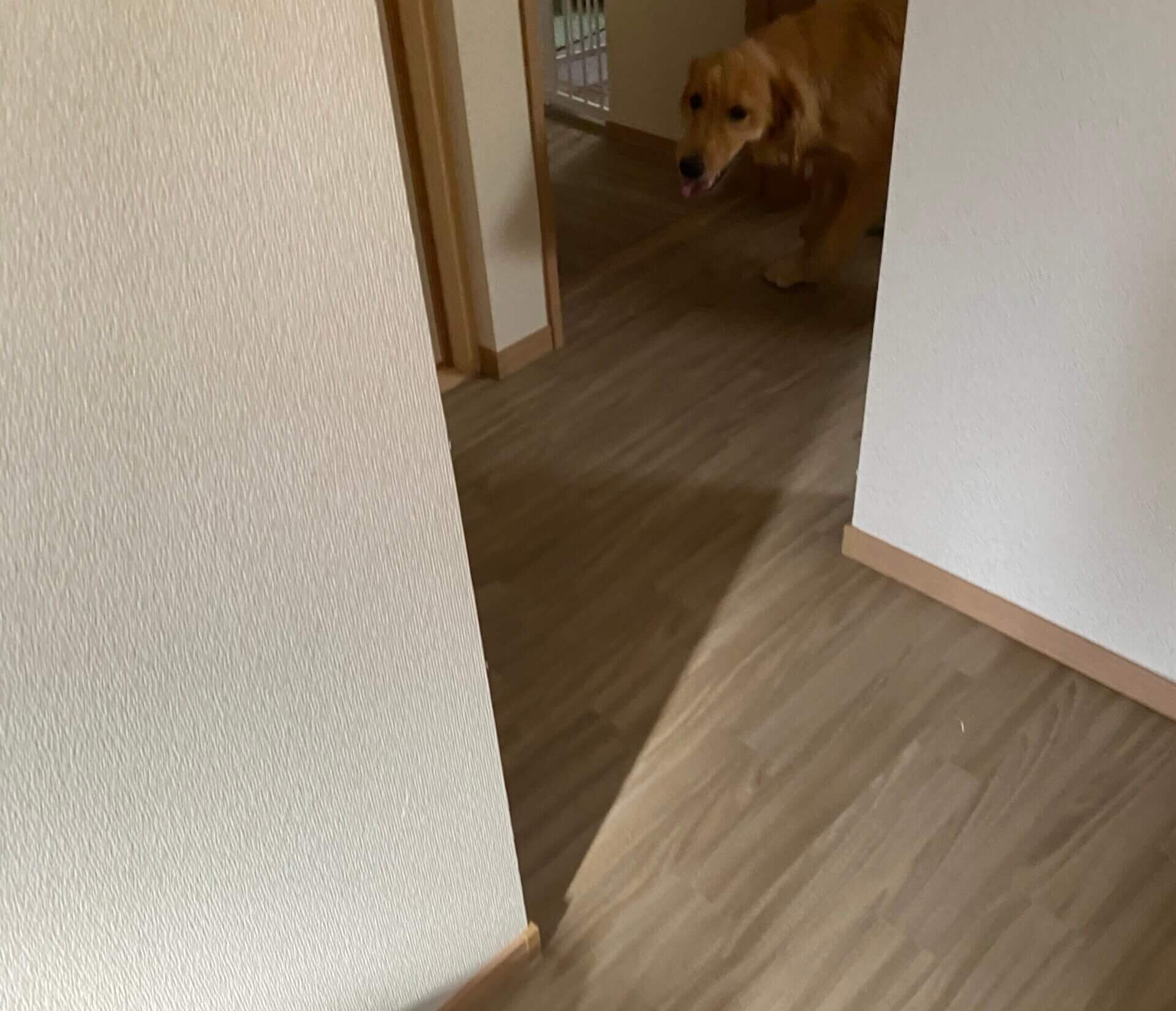 ノンスキッドで滑りにくい犬