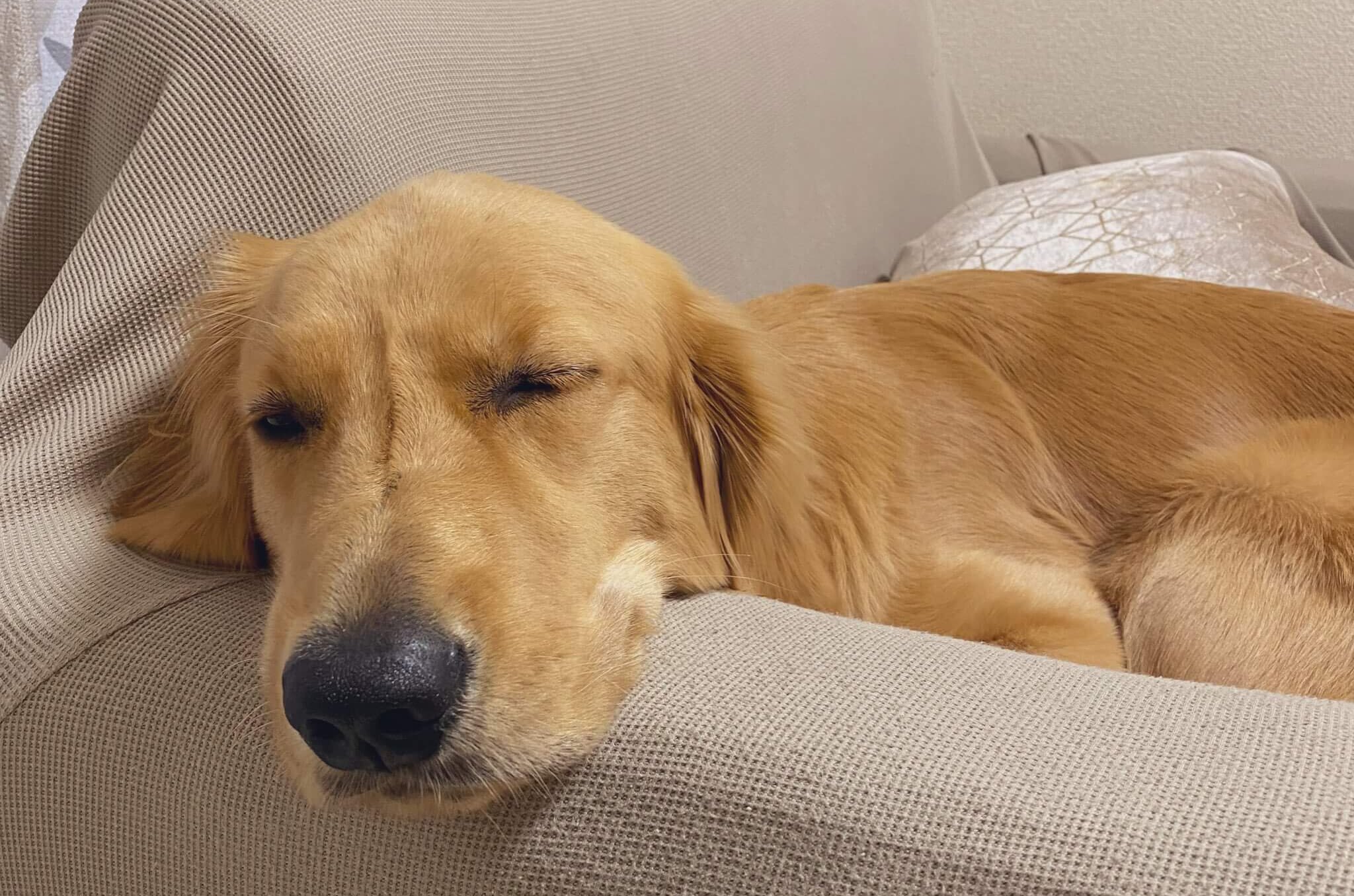 ソファーで寝るテディ