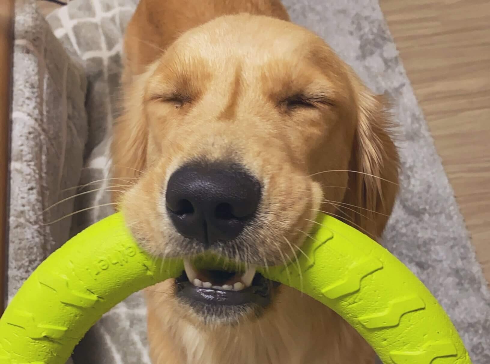 にっこりテディ