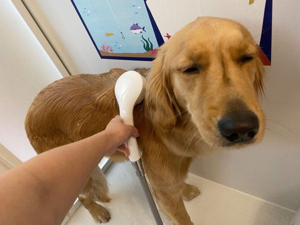 シャワーをする犬