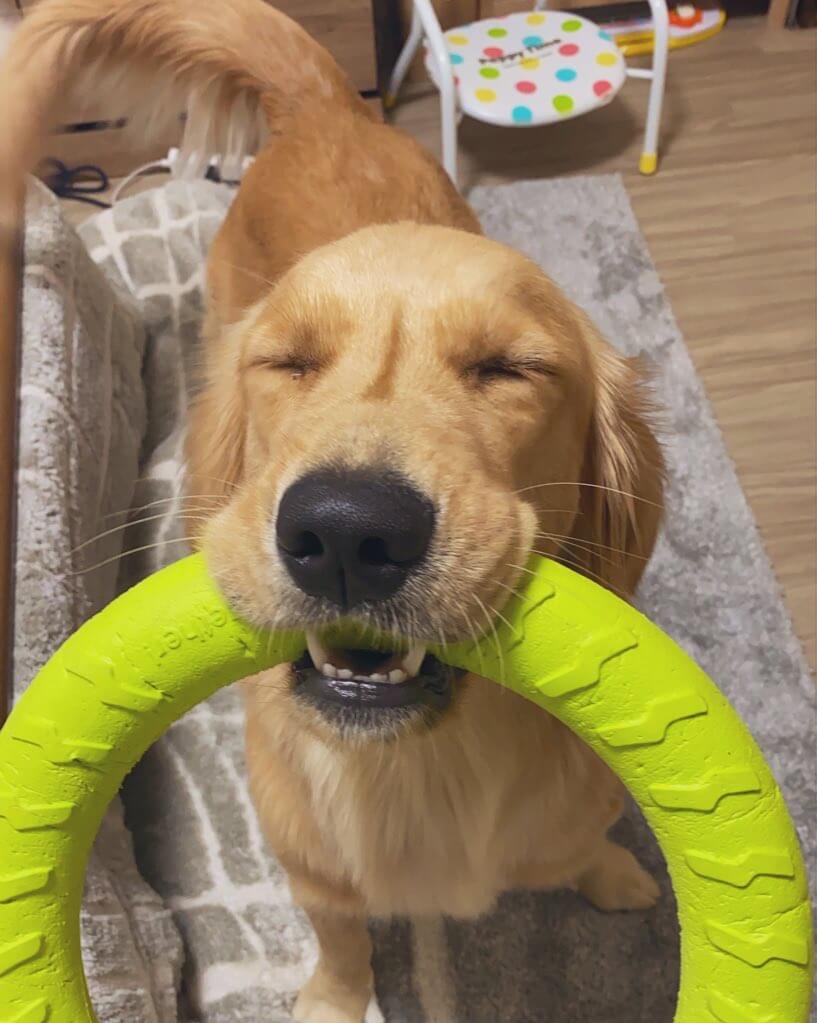 リングをくわえて笑う犬