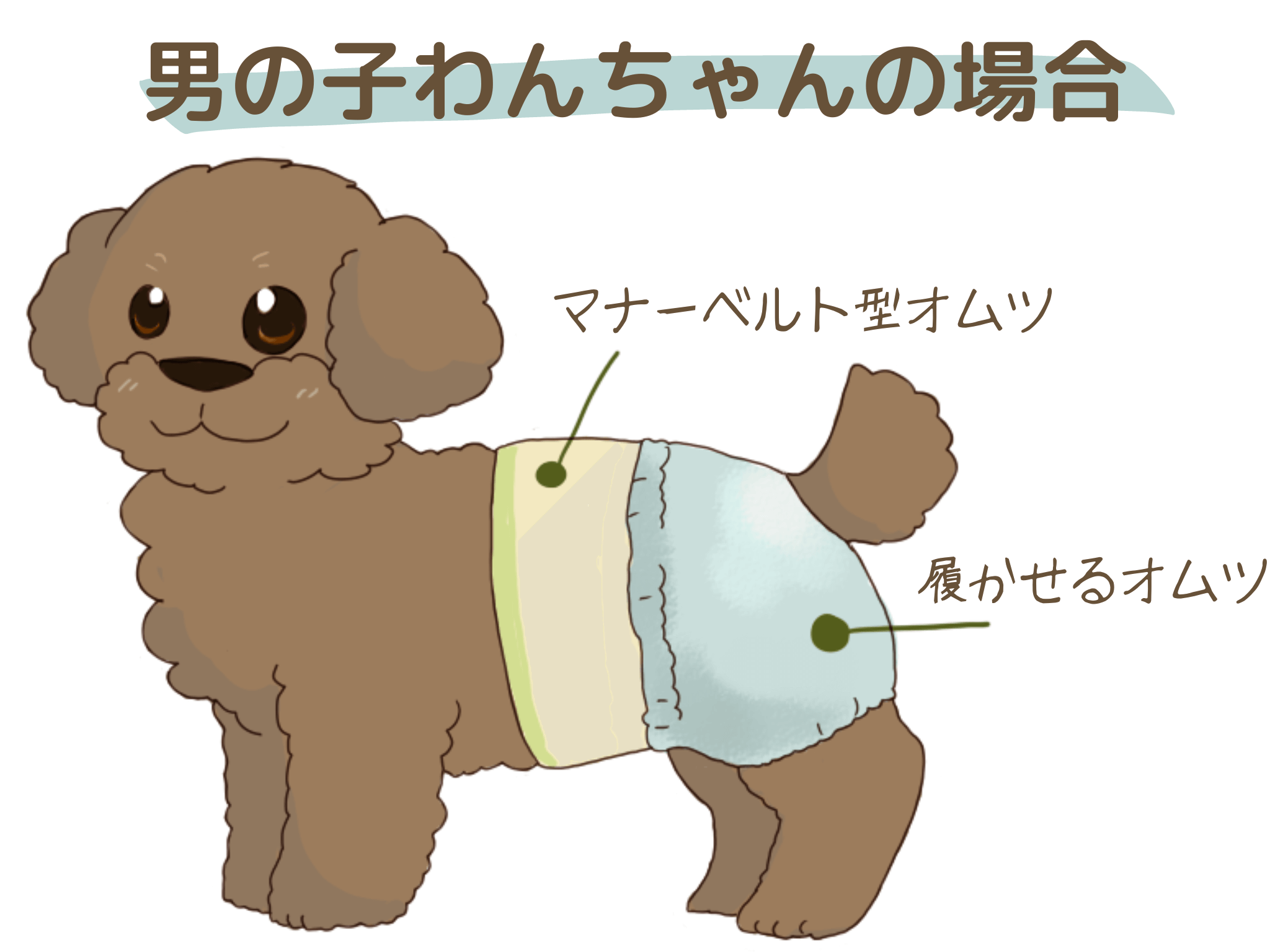 マナーベルトタイプを使用する場合