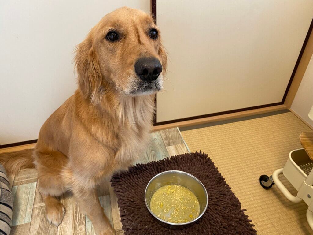 ワンスープ待ちの愛犬