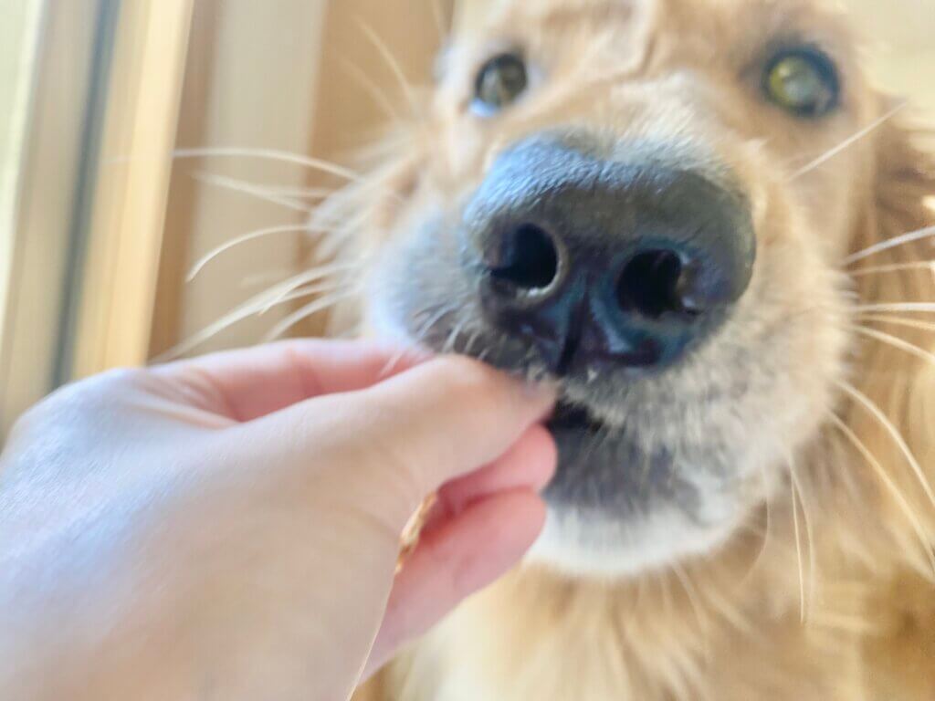 愛犬テディ、おやつを手ごとぱくり！